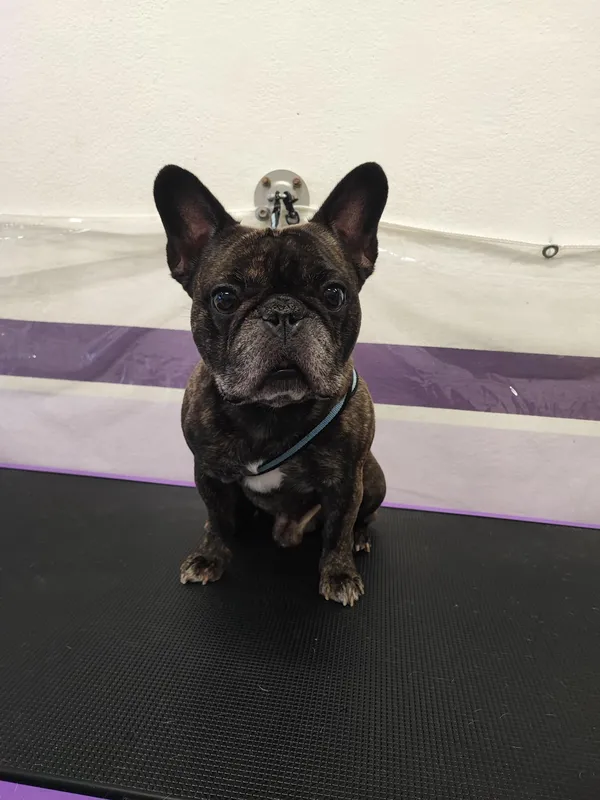French bulldog curato sul tavolo