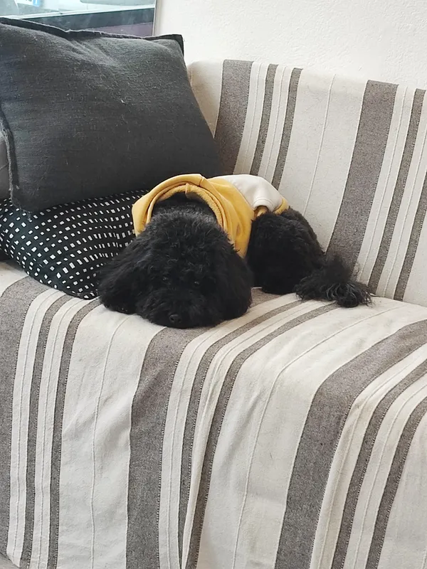 Cane nero rilassato sul divano