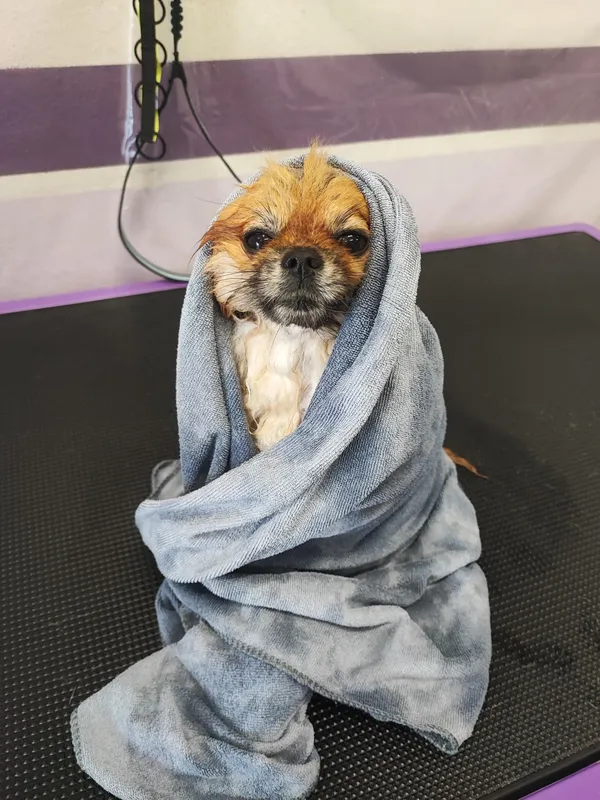 Cagnolino avvolto nell'asciugamano dopo il bagno