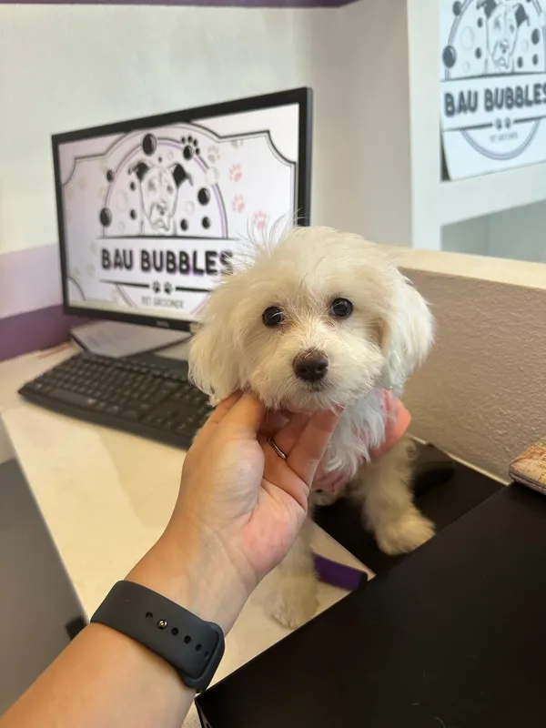 Cucciolo maltese coccolato con dolcezza