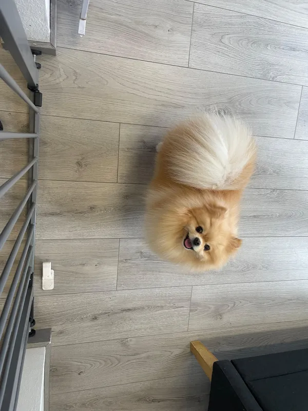 Pomeranian visto dall'alto con pelo lucido