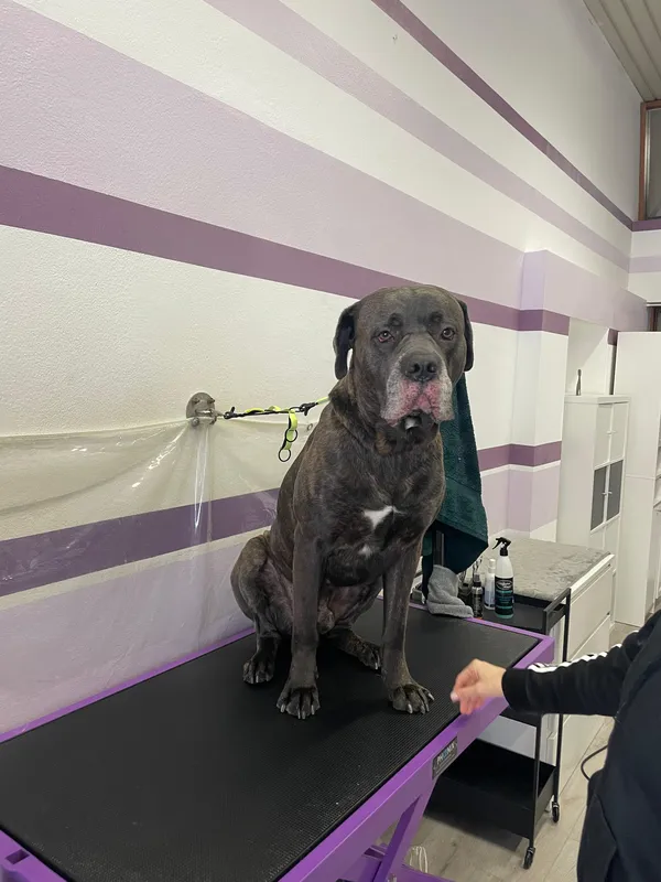 Cane di grossa taglia curato con attenzione